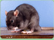 rat control Shipley